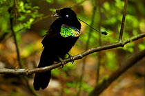 Wahnes's Parotia (Parotia wahnesi) adult male on perch over his court, Papua New Guinea