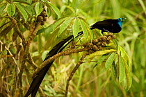 Stephanie's Astrapia Bird of Paradise (Astrapia stephaniae) adult male feeding at fruits of Shefflera plant, Papua New Guinea