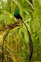 Stephanie's Astrapia Bird-of-Paradise (Astrapia stephaniae) adult male feeding at fruits of Shefflera plant, Papua New Guinea