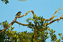 King of Saxony Bird of Paradise (Pteridophora alberti) female plumage bird in canopy, Papua New Guinea