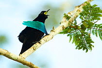Superb Bird of Paradise (Lophorina superba) adult male calling, Papua New Guinea