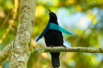 Superb Bird of Paradise (Lophorina superba) adult male display, Papua New Guinea