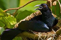 Curl crested Manucode (Manucodia comrii) at nest. This species is one of the most primitive birds of paradise, similar to a crow-like ancestral form. Males and females look alike. Papua New Guinea