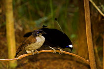 Western Parotia Bird of Paradise (Parotia sefilata) male and female on display branch, Arfak Mountains, Papua, Indonesia