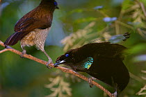 Western Parotia Bird of Paradise (Parotia sefilata) male and female on display branch, Arfak Mountains, Papua, Indonesia