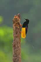 Twelve wired Bird of Paradise (Seleucidis melanoleucus) male on his display pole in the swamp forest along the Karawari River, Papua New Guinea