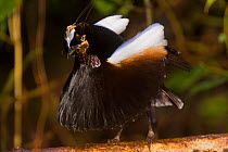 Carola's Parotia (Parotia carolae) displaying in his display court,  an area of ground cleared of leaves with a horizontal perch crossing above, Papua New Guinea