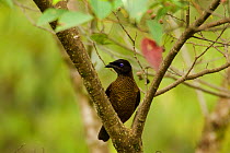 Lawes's Parotia Bird of Paradise (Parotia lawesii) female foraging, Papua New Guinea