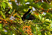 Superb Bird of Paradise (Lophorina superba) male feeding in tree, Papua New Guinea