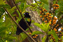 Lawes's Parotia Bird of Paradise (Parotia lawesii) male in tree, next to fruit, Papua New Guinea