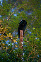 Black Sicklebill Bird of Paradise (Epimachus fastosus) male at his display perch, in mid-display with plumes raised over his head, Papua New Guinea