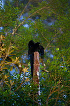 Black Sicklebill Bird of Paradise (Epimachus fastosus) male at his display perch, Papua New Guinea