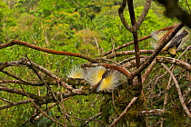 Emperor Bird of Paradise (Paradisaea guilielmi) males displaying at their lek in the top of the rain forest canopy. Their display includes a inverted dance in which they hang below the branch and spre...