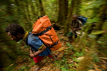 Porters carry expedition gear to high camp in the Arfak Mountains of Indonesian New Guinea 2009