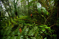 Ornithologist Edwin Scholes hiking through the misty montane forest of the Arfak Mountains, New Guinea, Indonesia 2009