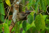 Pale-billed Sicklebill (Drepanornis bruijnii) female foraging, Papua New Guinea
