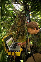 Photographer Tim Laman with laptop shooting in live view mode from his canopy blind, controlling a camera in a different tree with a wide angle view of the Greater Bird of Paradise display site, New G...