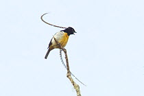 King of Saxony Bird of Paradise (Pteridophora alberti) male on calling perch above canopy, Papua New Guinea
