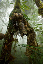 Camouflaged camera set up on tree trunk to look down at Parotia wahnesi court, Papua New Guinea, 2011
