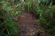 Western Parotia Bird of Paradise (Parotia sefilata) display court in rainforest interior, Papua New Guinea