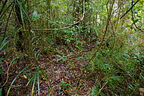 Forest view right adjacent to display court of Western Parotia Bird of Paradise (Parotia sefilata) Papua New Guinea