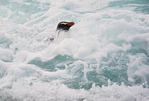 Fiordland crested penguin (Eudyptes pachyrhynchus) in foamy waves, Vulnerable species, Westland, New Zealand, November