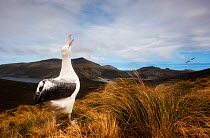 Southern royal albatross (Diomedea epomophora) calling, Campbell Island, New Zealand. November.