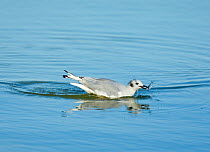 Bonaparte's Gull (Chroicocephalus philadelphia) on water in winter (non-breeding) plumage, catching a fish. East Harbor State Park, Lake Erie, Ohio, USA, September.