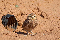 Burrowing Owl (Athene cunicularia) outside its artifical nest burrow (plastic pipe embedded in earth bank). Salton Sea National Wildlife Refuge, California, USA, October.