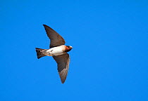 American Cliff Swallow (Petrochelidon pyrrhonota) in flight. Mono Lake Basin, California, USA, June.