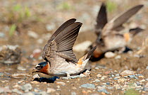 American Cliff Swallow (Petrochelidon pyrrhonota) fluttering its wings while it gathers mud in its bill to use as nesting material. Mono Lake Basin, California, USA, June.