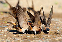 American Cliff Swallow (Petrochelidon pyrrhonota) fluttering its wings while it gathers mud in its bill to use as nesting material. Mono Lake Basin, California, USA, June.