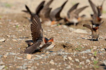 American Cliff Swallows (Petrochelidon pyrrhonota) forced copulation (attempt at muddy puddle where they are gathering mud as nesting material. Mono Lake Basin, California, USA, June.