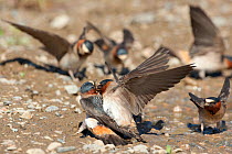 American Cliff Swallows (Petrochelidon pyrrhonota) forced copulation attempt at muddy puddle where they are gathering mud as nesting material. Mono Lake Basin, California, USA, June.