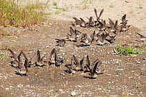 American Cliff Swallows (Petrochelidon pyrrhonota) flock visiting muddy puddle to gather mud as nesting material. Mono Lake Basin, California, USA, June.
