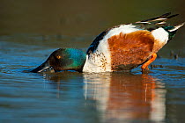 Northern Shoveler (Anas clypeata) male feeding by dabbling as it walks through shallow water, using its bill as a sieve. Orange County, California, April.