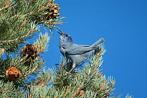 Pinyon Jay (Gymnorhinus cyanocephalus), gathering Pinyon Pine seeds in autumn. Mono Lake Basin, California, USA, October.