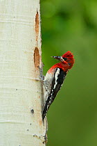 Red-breasted Sapsucker (Sphyrapicus ruber), outside entrance to nest cavity in treetrunk, holding beakful of insects for young. Lee Vining Canyon, Mono Lake Basin, California, USA, June.
