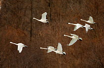 Tundra Swans (Cygnus columbianus) flock in flight during winter/spring migration. New York, USA, March.
