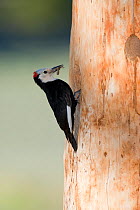 White-headed Woodpecker (Picoides albolarvatus), male outside its nest hole with beak full of insects to feed young. June Lake, California, USA, June.