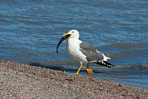 Yellow-footed Gull (Larus livens). carrying a large fish, on beach at the Salton Sea. Salton Sea National Wildlife Refuge, California, USA, October.