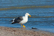 Yellow-footed Gull (Larus livens) with its fish prey by water. Salton Sea National Wildlife Refuge, California, USA, October.