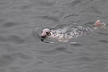 Grey Seal (Halichoerus grypus) at sea surface. Puffin Island, North Wales, UK, June.