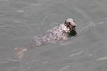 Grey Seal (Halichoerus grypus) at sea surface. Puffin Island, North Wales, UK, June.