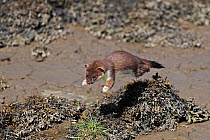 Stoat (Mustela erminea) young leaping over seaweed at side of river estuary. North Wales, UK, June.