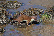 Stoat (Mustela erminea) young on shore of river estuary. North Wales, UK, June.