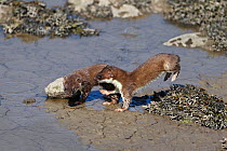 Two young stoats (Mustela erminea) on banks of river. North Wales, UK, June.