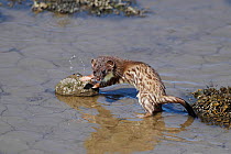 Young Stoat (Mustela erminea) on banks of river. North Wales, UK, June.