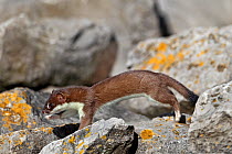 Stoat (Mustela erminea) young on rocks. North Wales, UK, June.