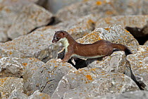 Stoat (Mustela erminea) young on rocks. North Wales, UK, June.